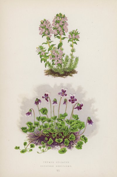 Thymus Striatus; Erpetion Reniforme by English School