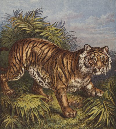 Tiger by English School