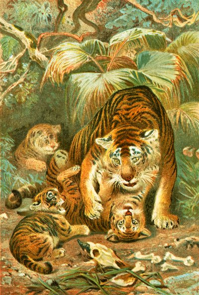 Tigress and Cubs by English School