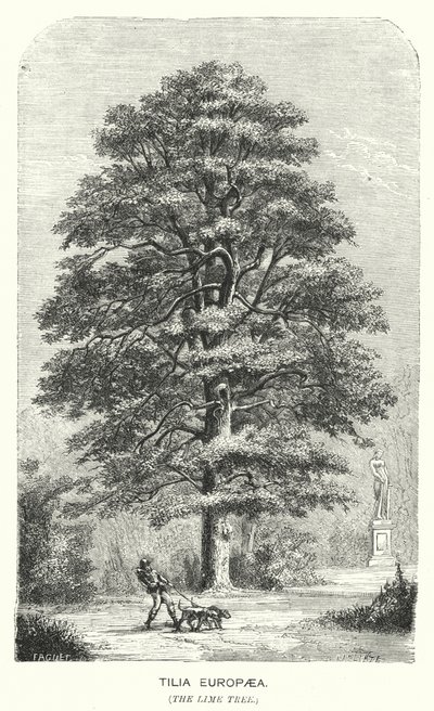 Tilia Europaea, The Lime Tree by English School