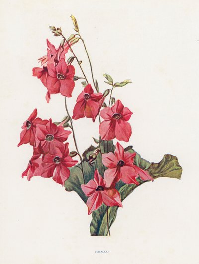 Tobacco by English School