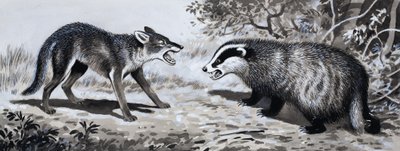 Tooth and Claw: Animals in Combat by English School