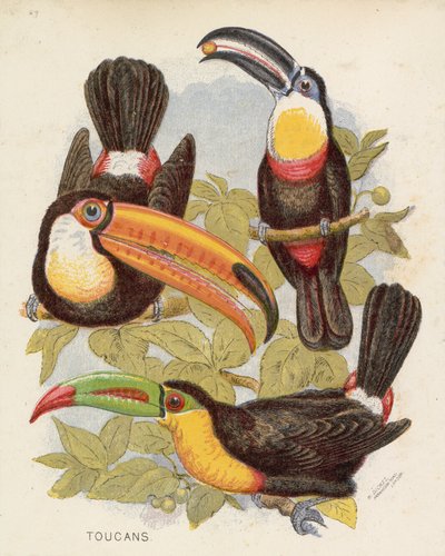 Toucans by English School