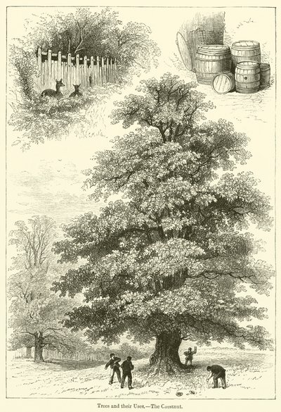 Trees and their Uses, The Chestnut by English School
