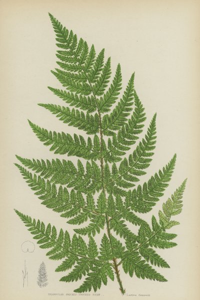 Triangular Prickly-Toothed Fern by English School