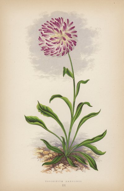 Trichinium Manglesii by English School