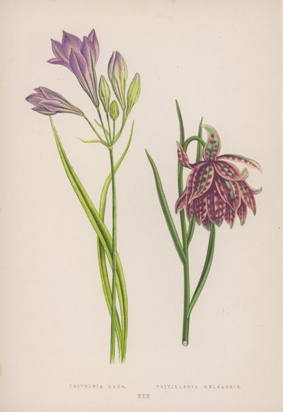 Triteleia Laxa; Fritillaria Meleagris by English School