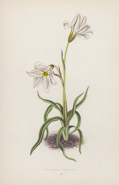 Triteleia Uniflora by English School