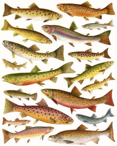 Trout by English School