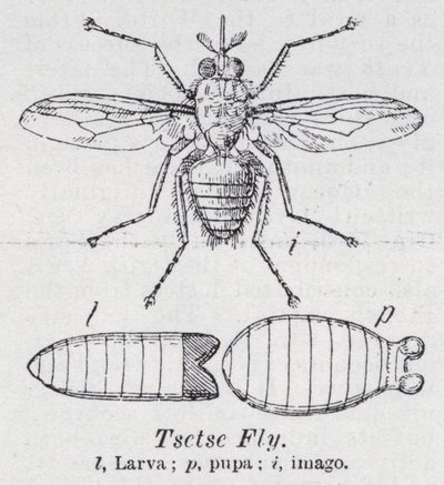 Tsetse Fly by English School