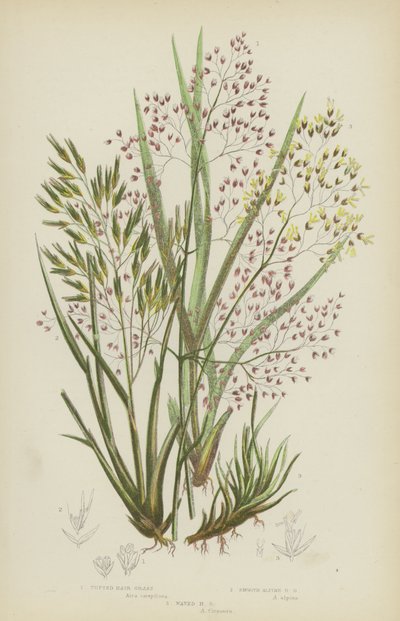 Tufted Hair Grass, Smooth Alpine Hair Grass, Waved Hair Grass by English School