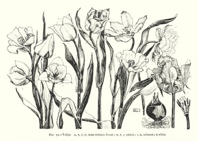 Tulips; same crimson flower; yellow; crimson; white by English School