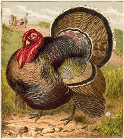 Turkey by English School