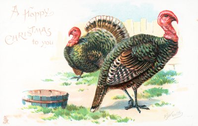 Turkeys by English School