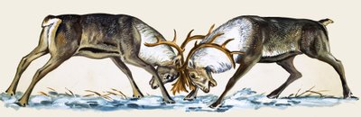 Two Reindeer Lock Antlers by English School