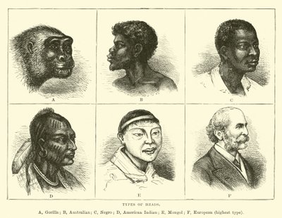 Types of heads by English School