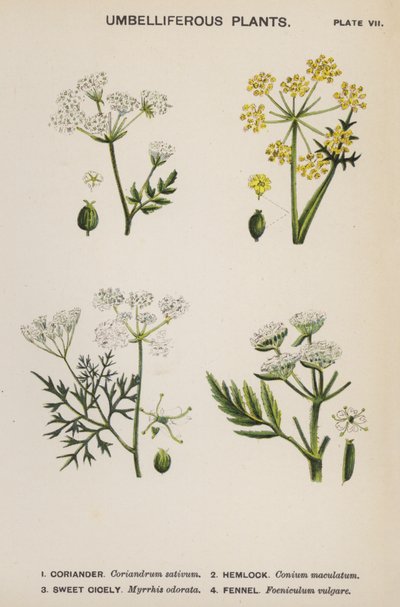 Umbelliferous Plants by English School