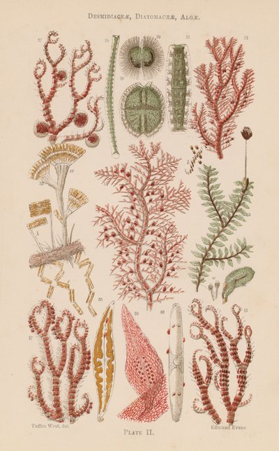 Under the microscope: Desmidiaceae, Diatomaceae, Algae by English School