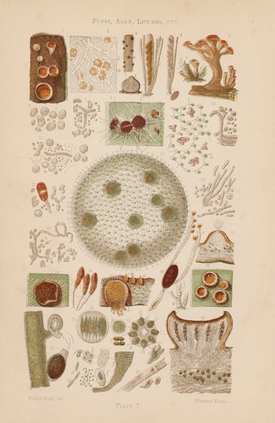 Under the Microscope: Fungi, Algae, Lichens, etc by English School