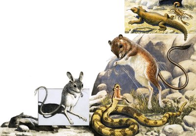 Unidentified Animals Montage with Jerboa, Snake and Scorpion by English School