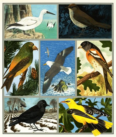 Unidentified bird montage by English School
