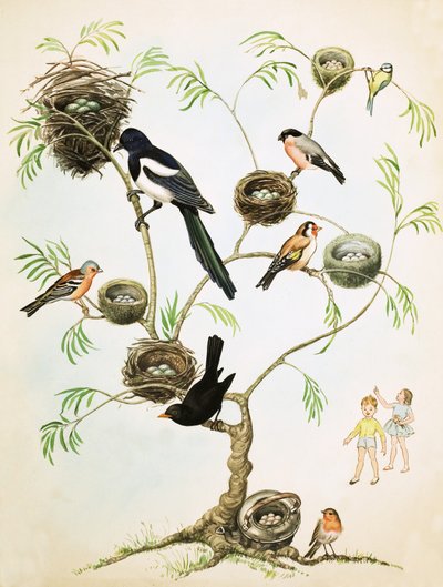 Unidentified Birds and Nests Montage by English School