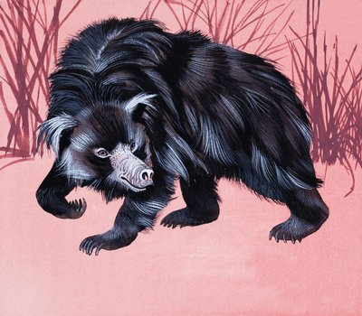 Unidentified Furry Animal by English School