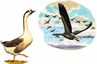 Unidentified Geese by English School