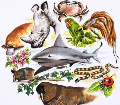 Unidentified montage of animals by English School