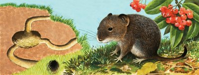 Unidentified mouse and his house by English School