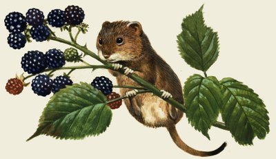 Unidentified Mouse Climbing Blackberry Bush by English School