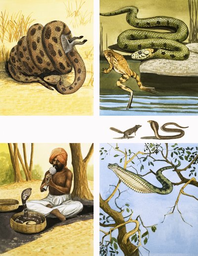 Unidentified Snakes Montage, Including Snake Charmer by English School