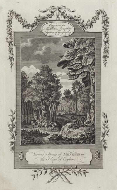 Various Species of Monkeys in the Island of Ceylon by English School