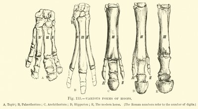 Various Forms of Hoofs by English School