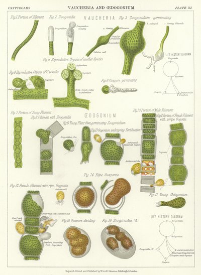 Vaucheria and Oedogonium by English School