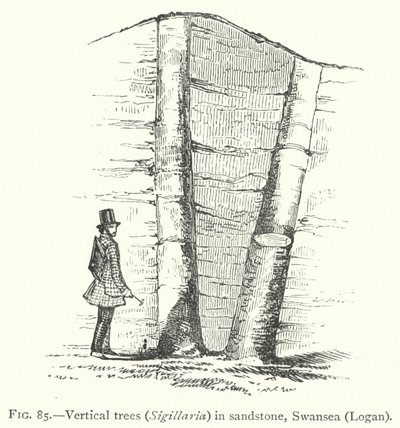 Vertical trees, Sigillaria, in sandstone, Swansea, Logan by English School