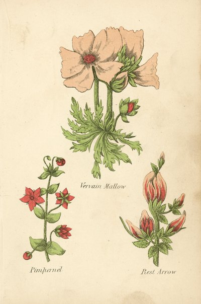 Vervain Mallow, Pimpernel, Rest Arrow by English School