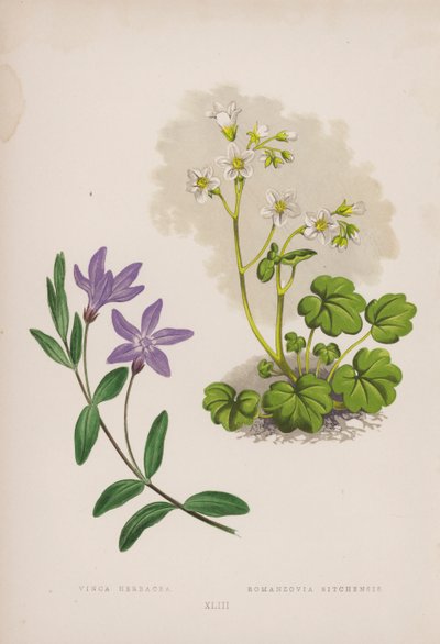 Vinca Herbacea; Romanzovia Sitchensis by English School