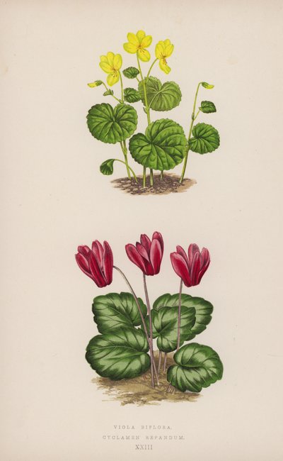 Viola Biflora; Cyclamen Repandum by English School
