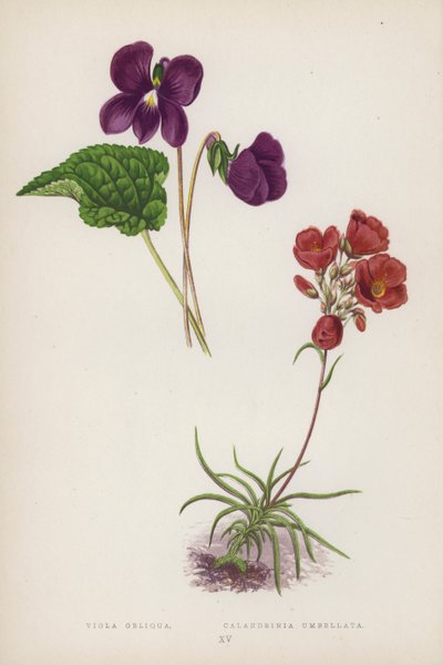 Viola Obliqua; Calandrinia Umbellata by English School