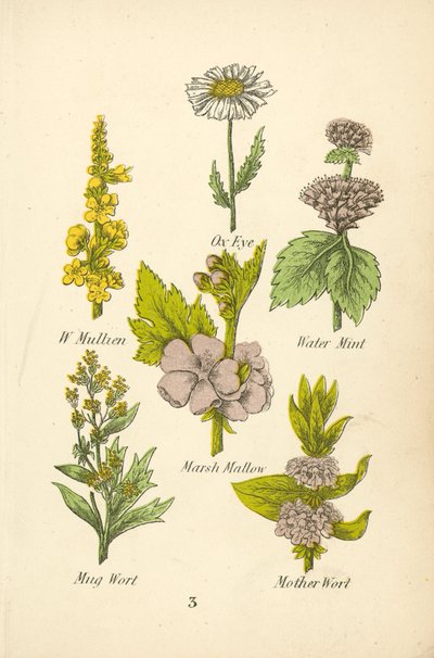 W Mullien, Ox Eye, Water Mint, Marsh Mallow, Mug Wort, Mother Wort by English School