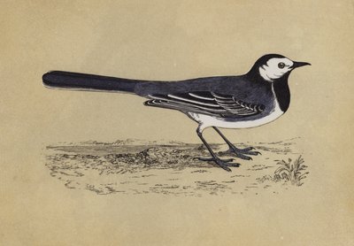 Wagtail by English School