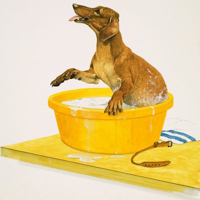 Washing the Dog by English School