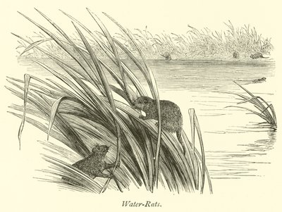Water-Rats by English School