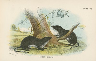 Water-Shrew by English School