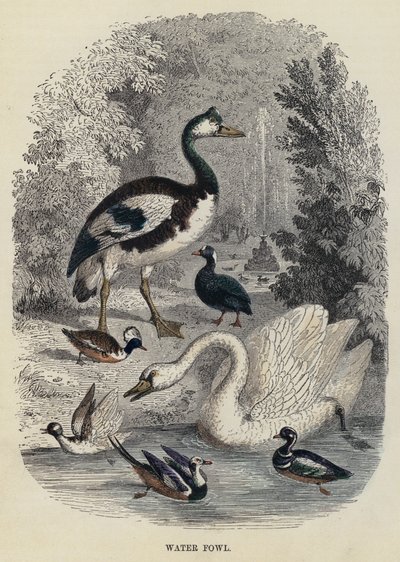 Water Fowl (engraving) by English School