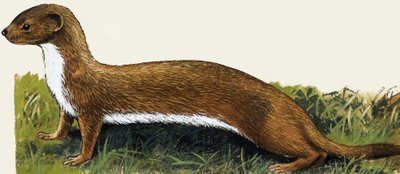 Weasel by English School