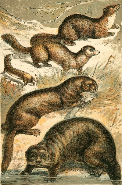 Weasel, Sable, Marten, Otter and Sea Otter by English School