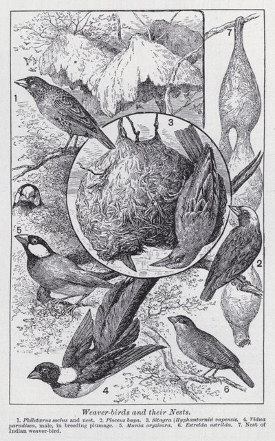 Weaver-birds and their nests by English School
