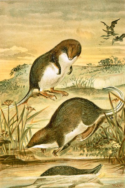 Web-footed shrews by English School